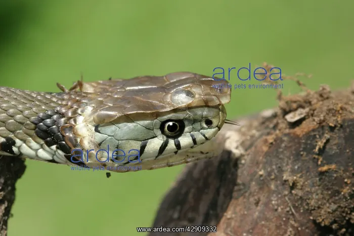  : Grass Snake - close-up of head, shedding skin
