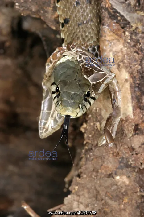 : Grass Snake - close-up of head, shedding skin : Grass Snake - close-up of head, shedding skin