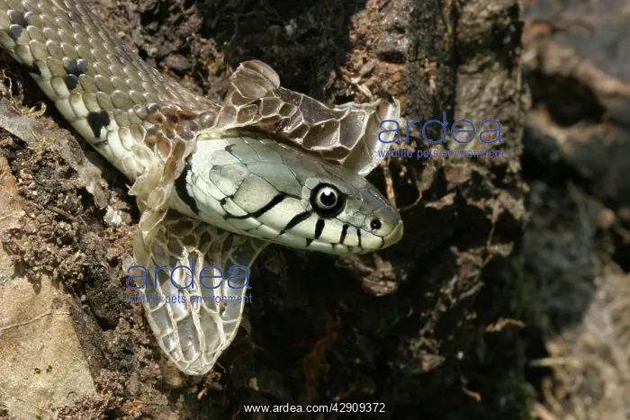 : Grass Snake - close-up of head, shedding skin : Grass Snake - close-up of head, shedding skin