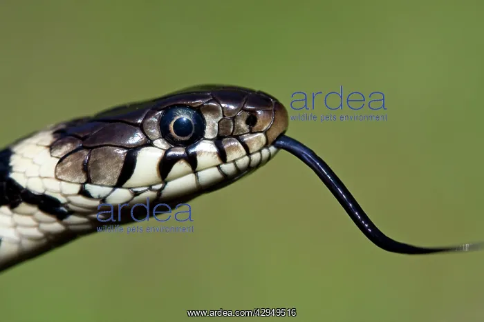 : Grass snake - Close-up of the head with tongue flicking out : Grass snake - Close-up of the head with tongue flicking out