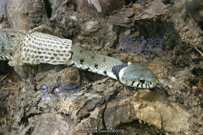 : Grass Snake - close-up, shedding skin : Grass Snake - close-up, shedding skin
