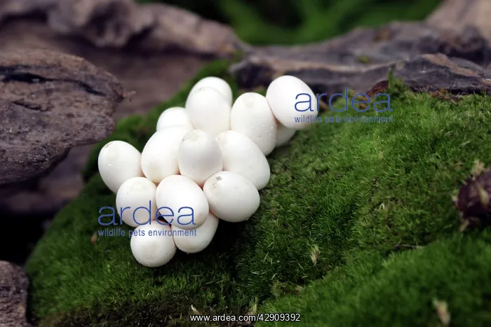  : Grass Snake - cluster of eggs