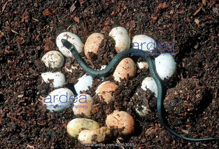 : Grass snake clutch of eggs - one just hatched : Grass snake clutch of eggs - one just hatched