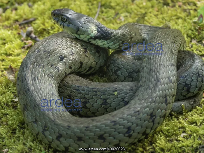 : Grass snake - coiled up on moss - Lincolnshire : Grass snake - coiled up on moss - Lincolnshire