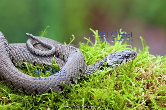 : Grass Snake - coiled up in moss at pond edge : Grass Snake - coiled up in moss at pond edge
