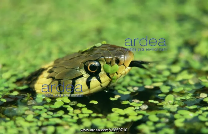 : Grass Snake - in duckweed : Grass Snake - in duckweed