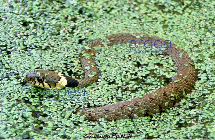 : GRASS SNAKE - IN DUCKWEED : GRASS SNAKE - IN DUCKWEED