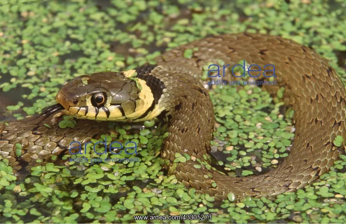 : GRASS SNAKE - In Duckweed : GRASS SNAKE - In Duckweed