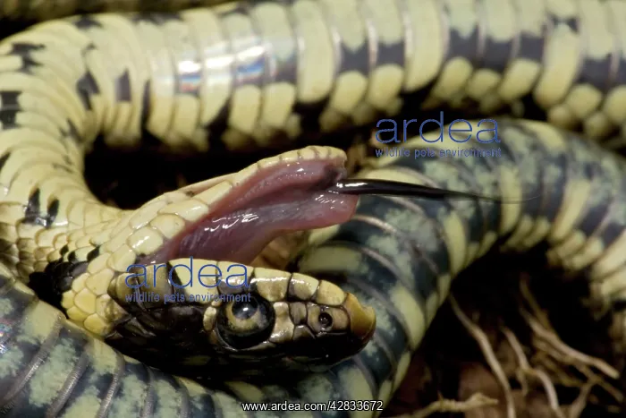 : Grass Snake - Feigning death in defensive posture : Grass Snake - Feigning death in defensive posture