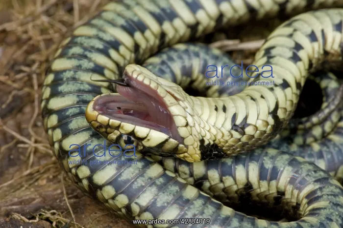 : Grass Snake - Feigning death in defensive posture : Grass Snake - Feigning death in defensive posture