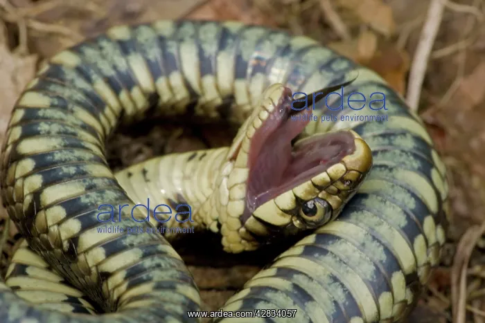 : Grass Snake - Feigning death in defensive posture : Grass Snake - Feigning death in defensive posture