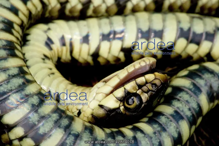 : Grass Snake - Feigning death in defensive posture : Grass Snake - Feigning death in defensive posture