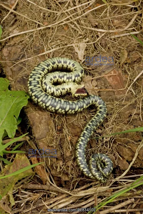 : Grass Snake - Feigning death in defensive posture : Grass Snake - Feigning death in defensive posture