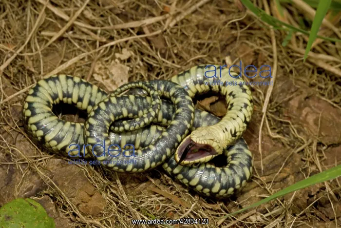 : Grass Snake - Feigning death in defensive posture : Grass Snake - Feigning death in defensive posture
