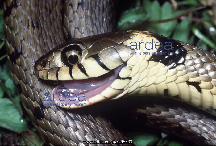 : GRASS SNAKE - Feigns Death : GRASS SNAKE - Feigns Death