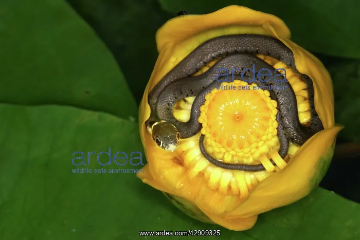 : Grass Snake - inside Waterlily flower : Grass Snake - inside Waterlily flower