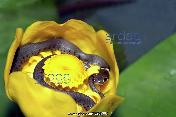  : Grass Snake - inside Waterlily flower