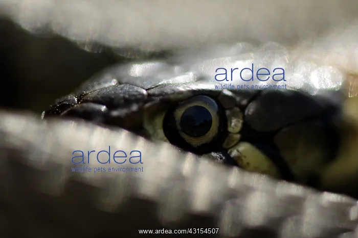 : Grass Snake (Natrix natrix) : Grass Snake (Natrix natrix)