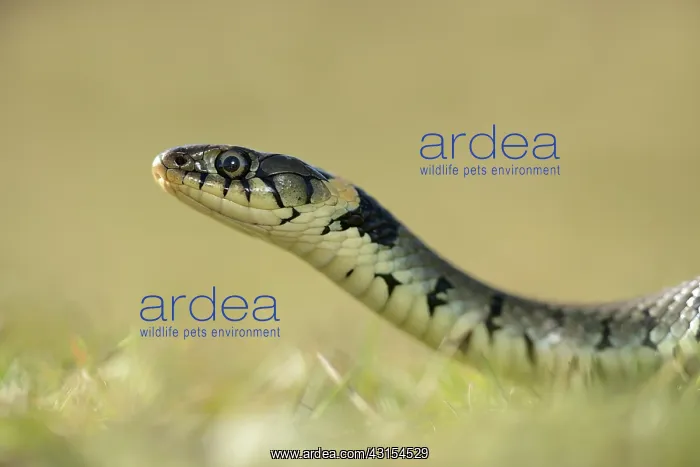 : Grass Snake (Natrix natrix) : Grass Snake (Natrix natrix)