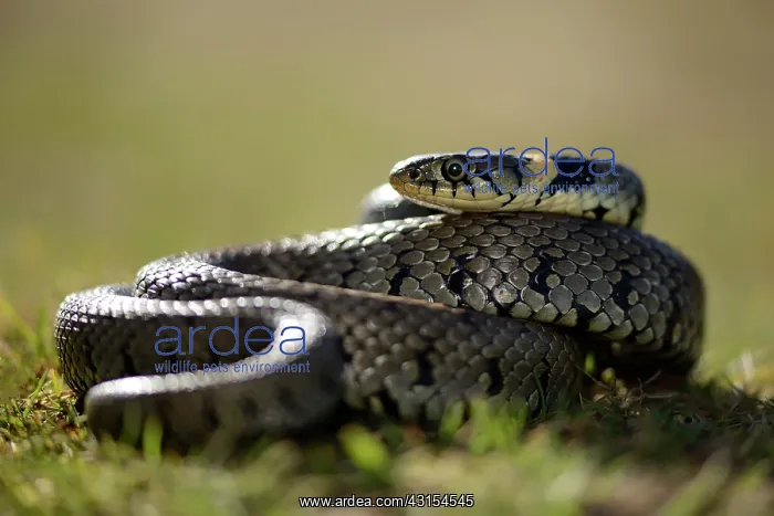 : Grass Snake (Natrix natrix) : Grass Snake (Natrix natrix)