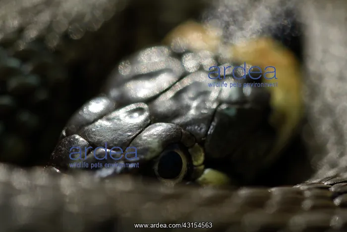 : Grass Snake (Natrix natrix) : Grass Snake (Natrix natrix)