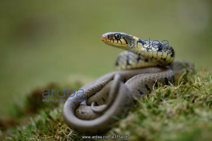 : Grass Snake (Natrix natrix) : Grass Snake (Natrix natrix)
