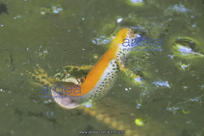 : Grass snake (Natrix natrix) preys on pond newt (Lissotriton : Grass snake (Natrix natrix) preys on pond newt (Lissotriton