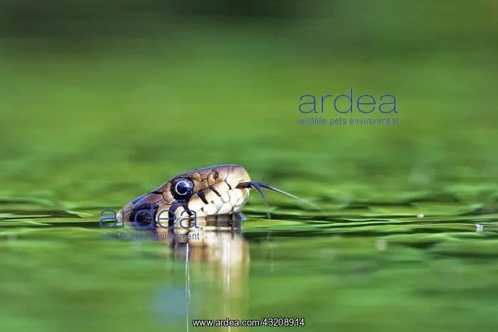 : Grass snake (Natrix natrix), swimming, tonguing : Grass snake (Natrix natrix), swimming, tonguing