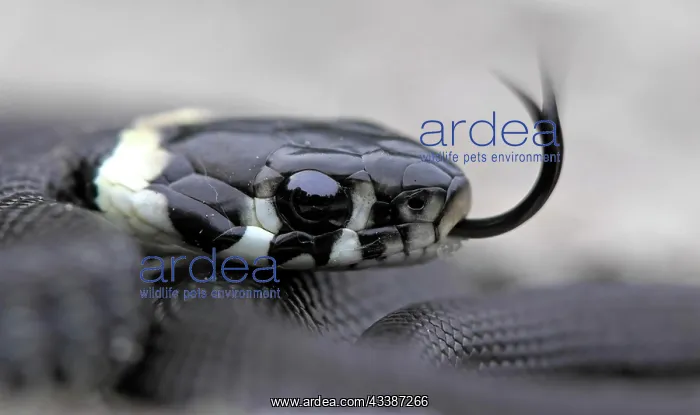 : Grass snake (Natrix natrix) young snake, tongued : Grass snake (Natrix natrix) young snake, tongued