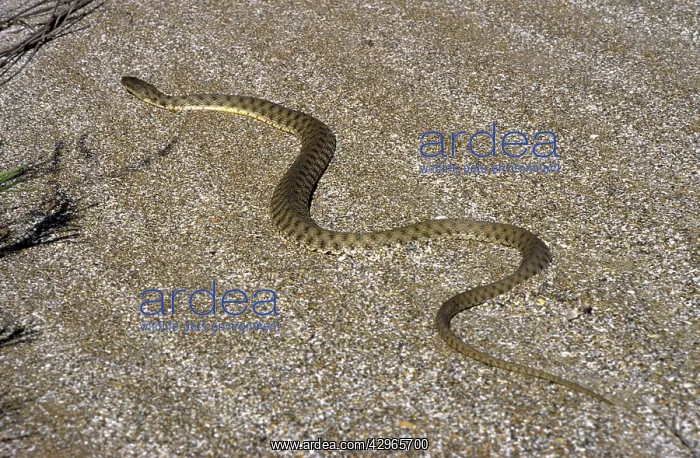 : Grass Snake - sand dunes - desert : Grass Snake - sand dunes - desert