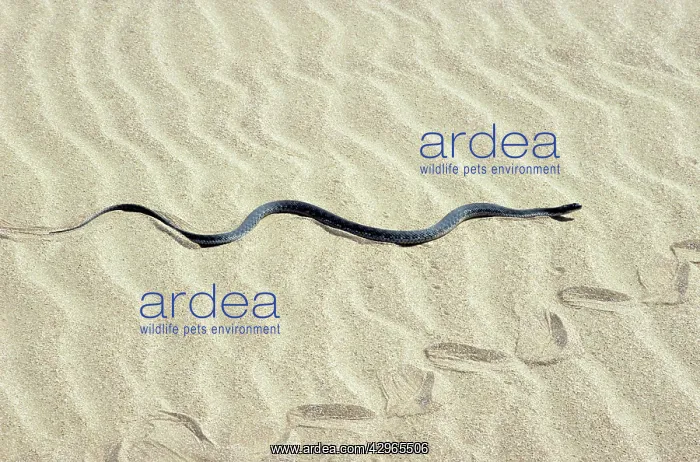 : Grass Snake - in sand dunes - near Caspian sea : Grass Snake - in sand dunes - near Caspian sea