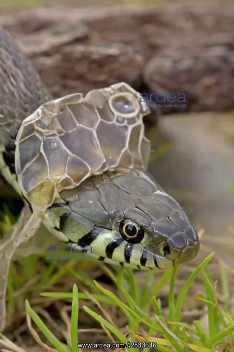 : Grass Snake - Shedding Skin : Grass Snake - Shedding Skin
