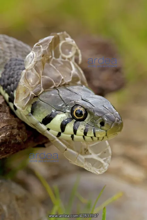 : Grass Snake - Shedding Skin : Grass Snake - Shedding Skin