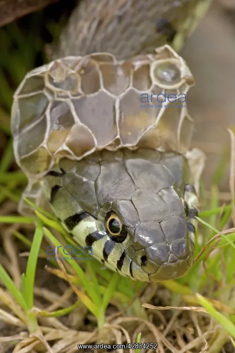 : Grass Snake - Shedding Skin : Grass Snake - Shedding Skin