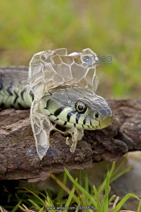 : Grass Snake - Shedding Skin : Grass Snake - Shedding Skin