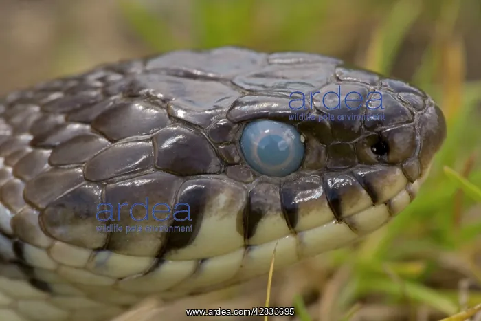 : Grass Snake - before shedding skin, note cloudy eye : Grass Snake - before shedding skin, note cloudy eye
