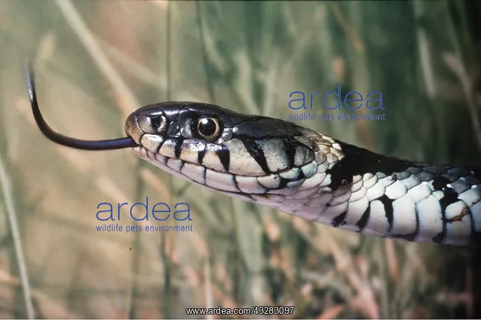 : GRASS SNAKE - SHOWING TONGUE : GRASS SNAKE - SHOWING TONGUE