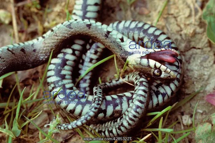 : Grass Snake simulating death : Grass Snake simulating death