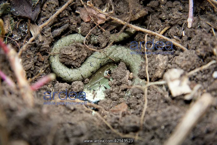 : Grass snake - Single adult buried in compost heap : Grass snake - Single adult buried in compost heap