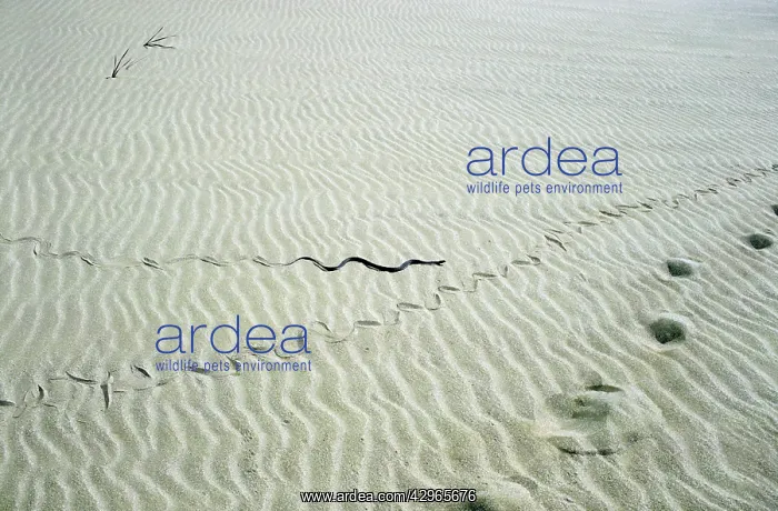 : Grass Snake - snake track goes along human track : Grass Snake - snake track goes along human track