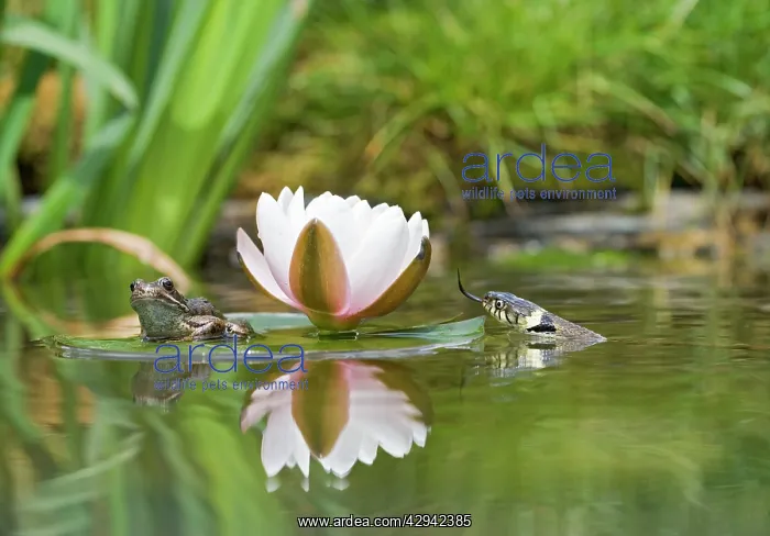  : Grass snake - stalks common frog resting on lily pad