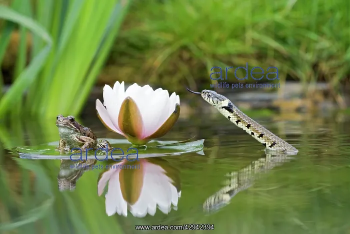 : Grass snake - stalks common frog resting on lily pad : Grass snake - stalks common frog resting on lily pad