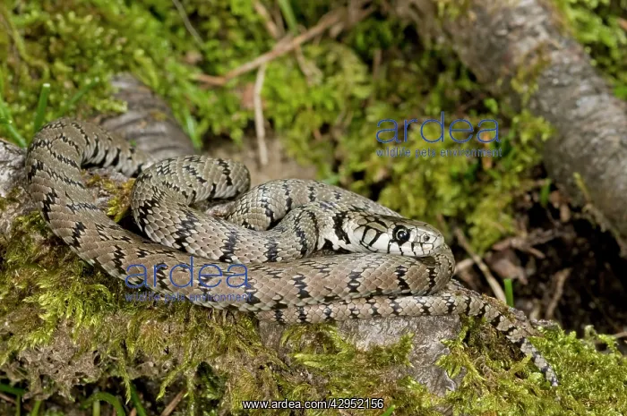 : Grass Snake - subspecies : Grass Snake - subspecies