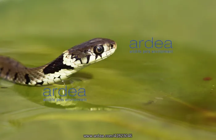 : Grass Snake - swimming : Grass Snake - swimming