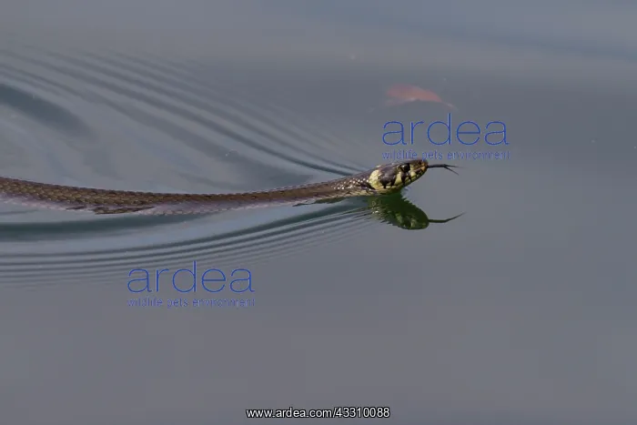 : Grass Snake - swimming : Grass Snake - swimming