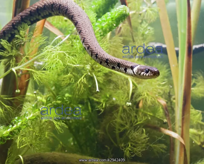 : Grass snake - swimming underwater : Grass snake - swimming underwater