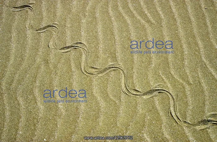 : Grass Snake - tracks in sand dunes - desert : Grass Snake - tracks in sand dunes - desert