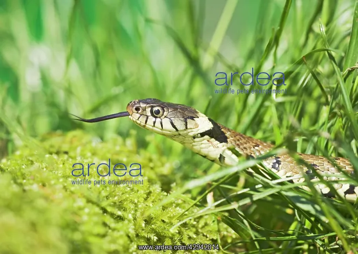 : Grass Snake - side view, close up moving through grass : Grass Snake - side view, close up moving through grass
