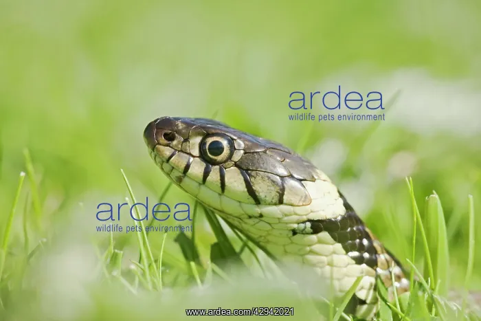 : Grass Snake - side view, close up moving through grass : Grass Snake - side view, close up moving through grass