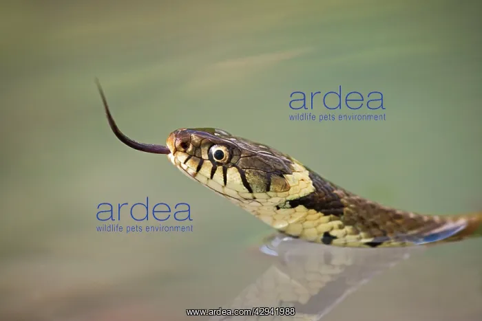 : Grass snake - side view, close up swimming : Grass snake - side view, close up swimming